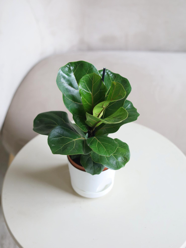 Фикус Лирата Бамбино