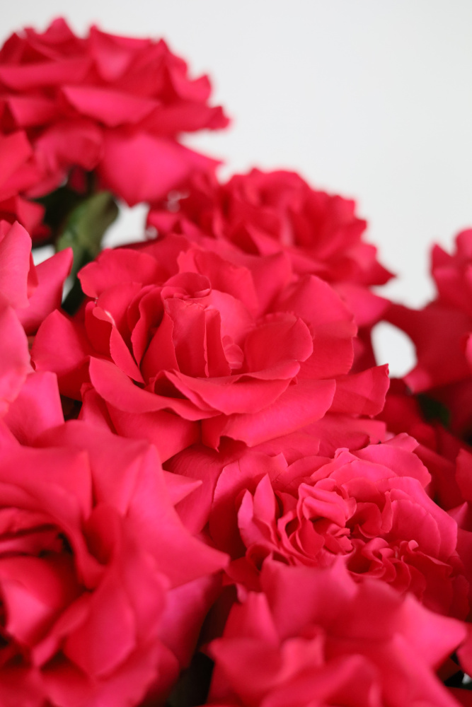 ЯРКИЙ БУКЕТ С ФРАНЦУЗСКОЙ РОЗОЙ 15 ШТ