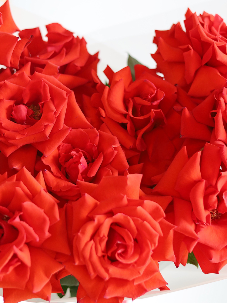 БУКЕТ КРАСНЫХ ФРАНЦУЗСКИХ РОЗ БУКЕТ КРАСНЫХ ФРАНЦУЗСКИХ РОЗ